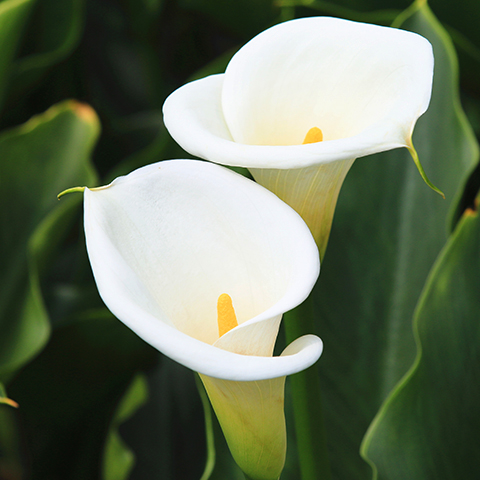 Arum-lily