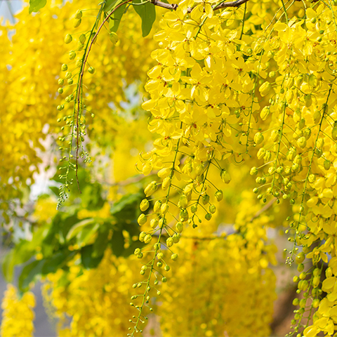 Golden Shower Tree