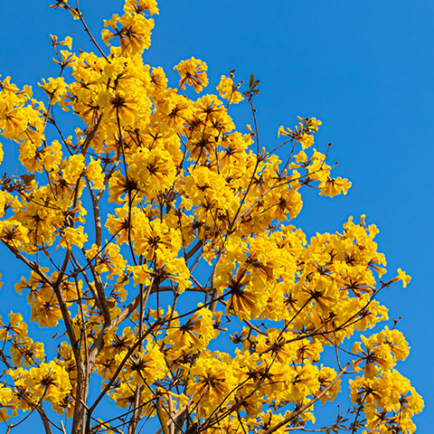 Golden Trumpet-tree