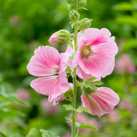 Hollyhock Flower