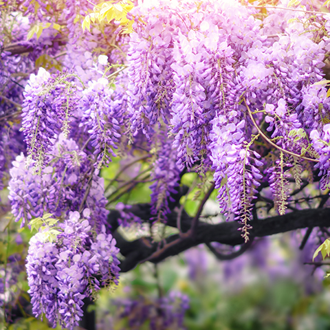 Japanese Wisteria