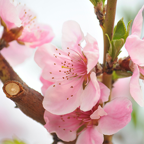 Peach Blossom