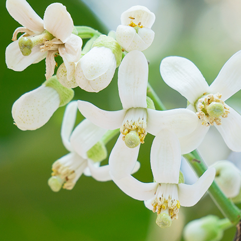 Pomelo Blossom