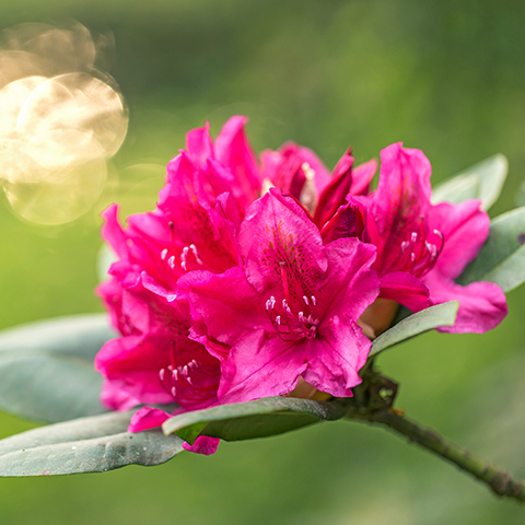 Rhododendron