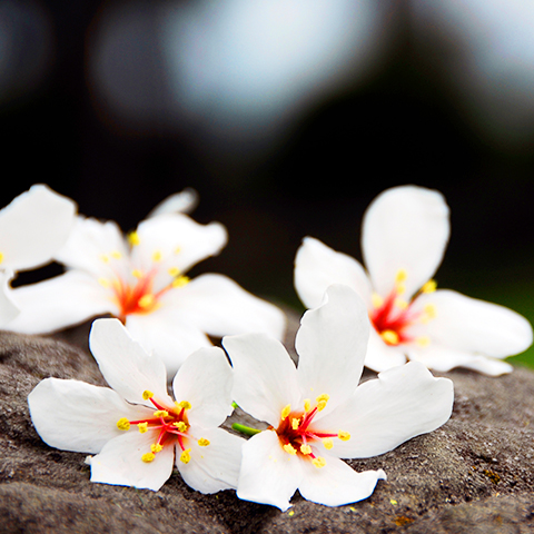 Tung Tree