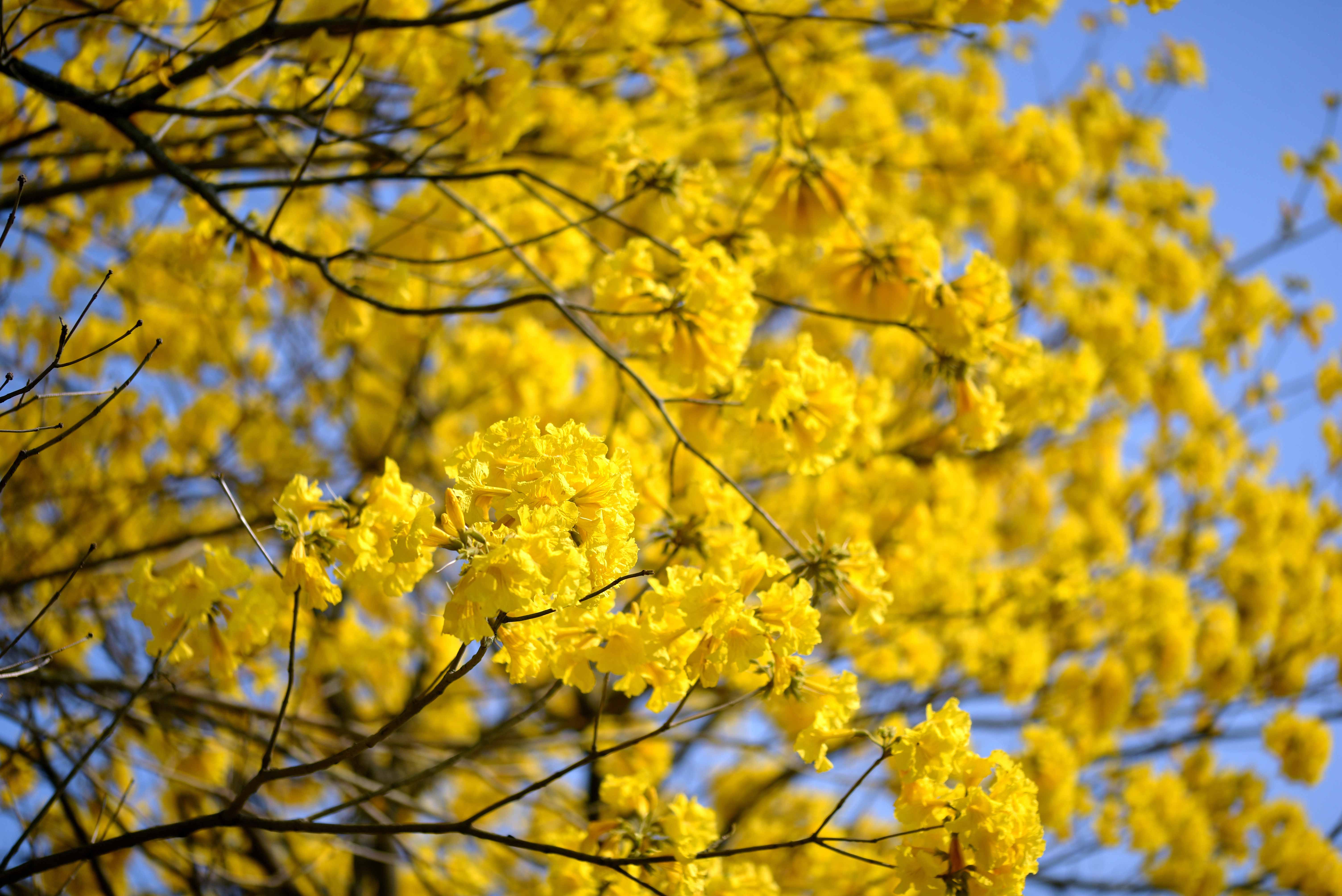 Golden Trumpet-tree