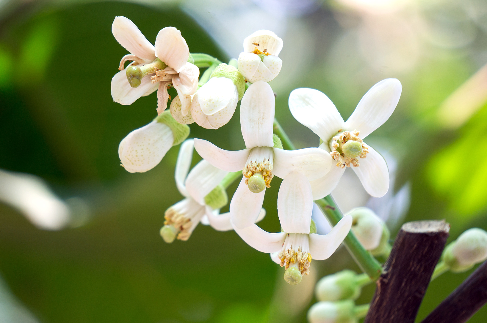 Pomelo Blossom