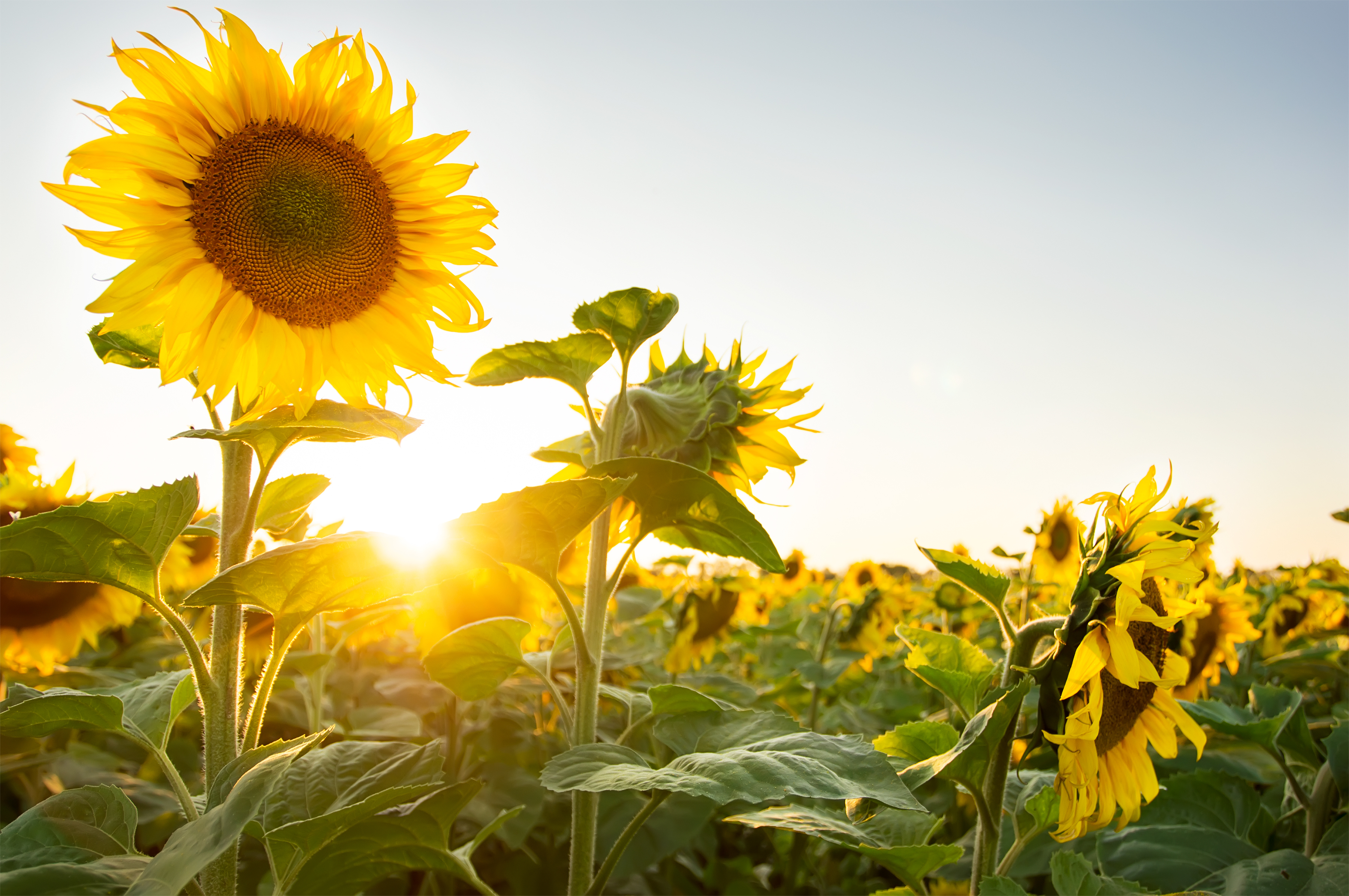 Sunflower