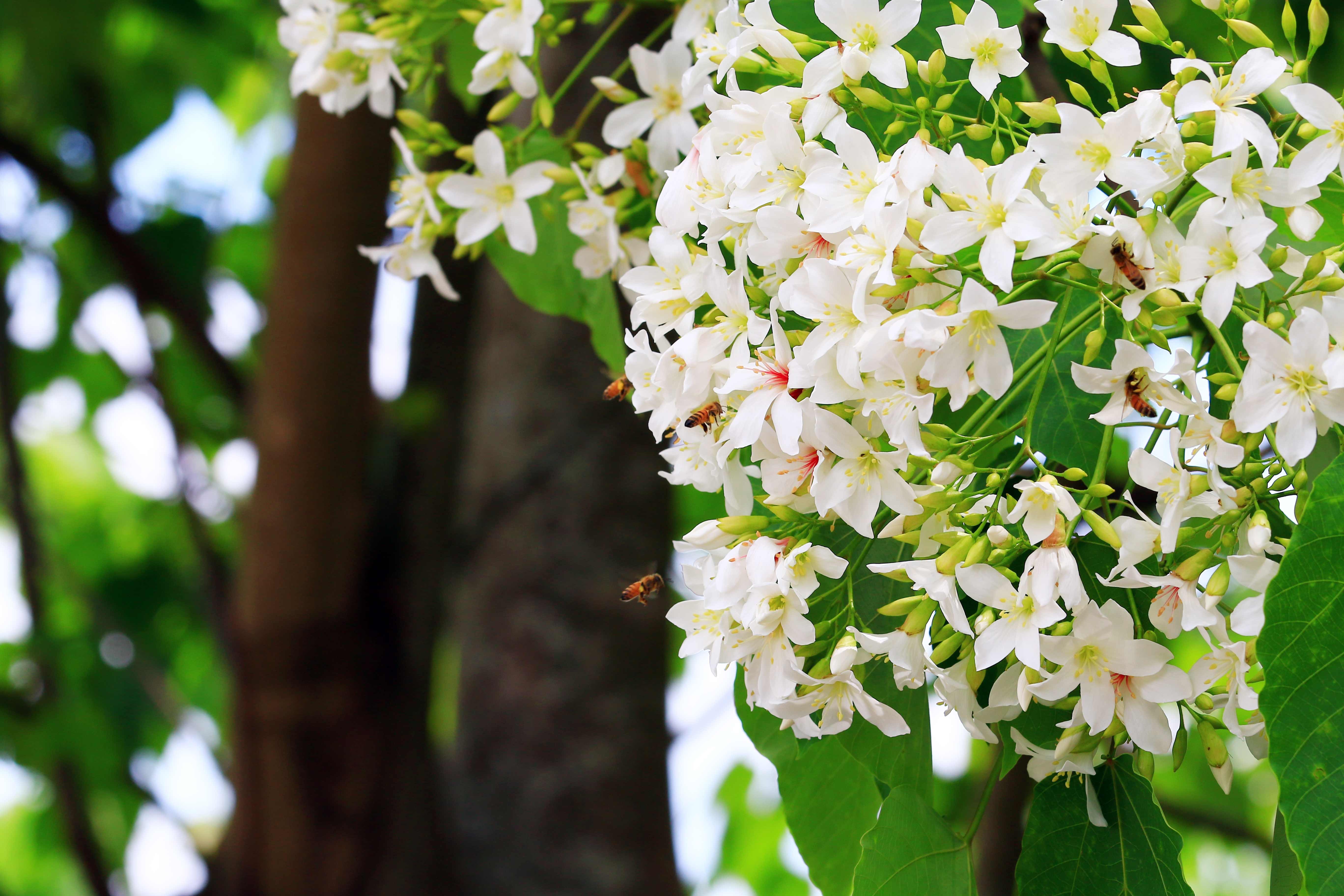 Tung Tree