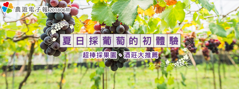 農遊電子報：【夏日採葡萄的初體驗】超棒採果園、酒莊大推薦