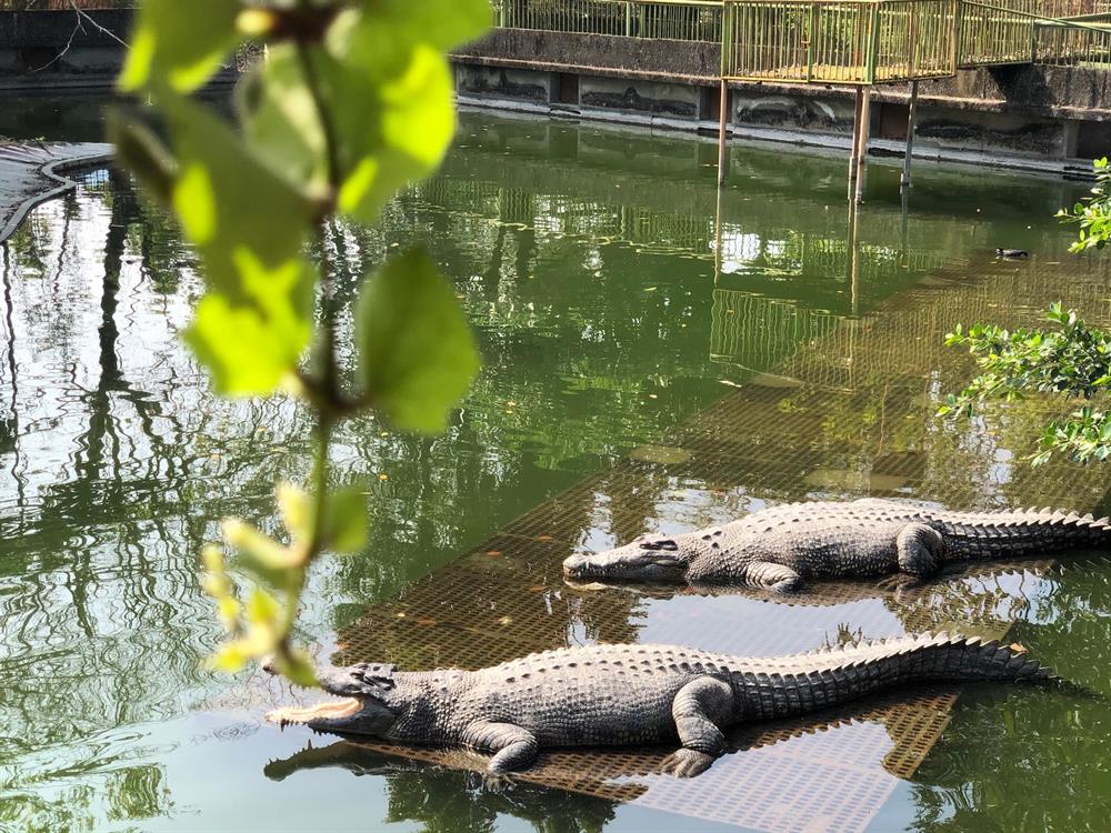 不一樣鱷魚生態休閒農場