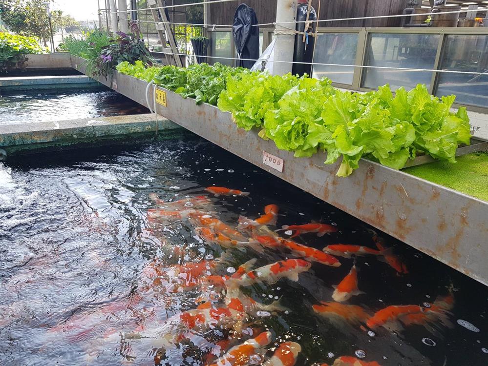 龍門錦鯉養殖場