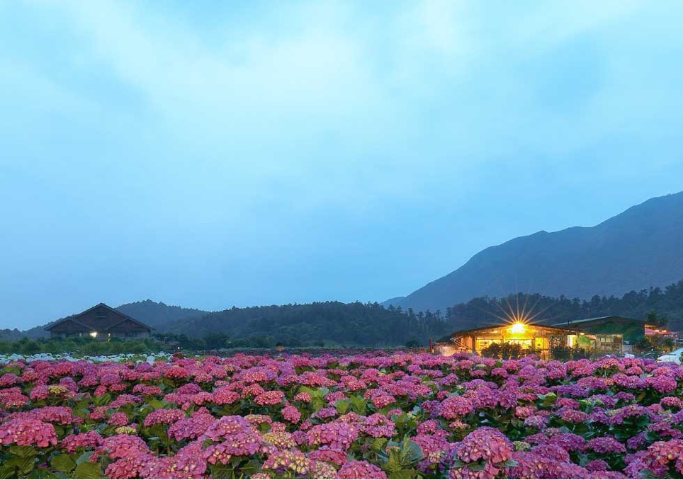 花谷海芋園