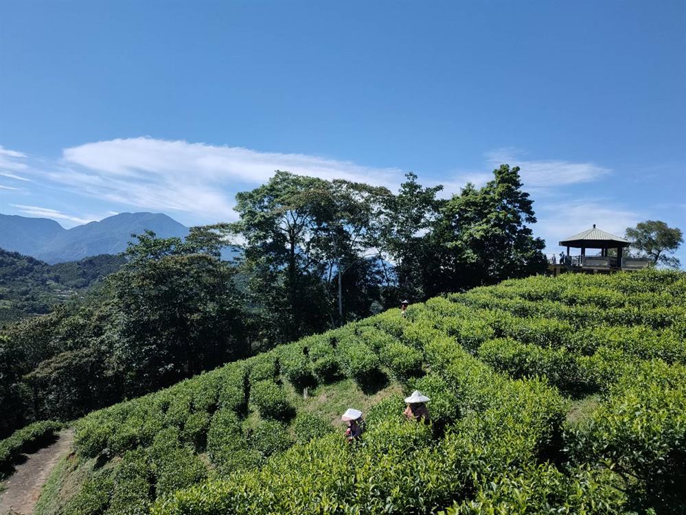 大雁茶園風光