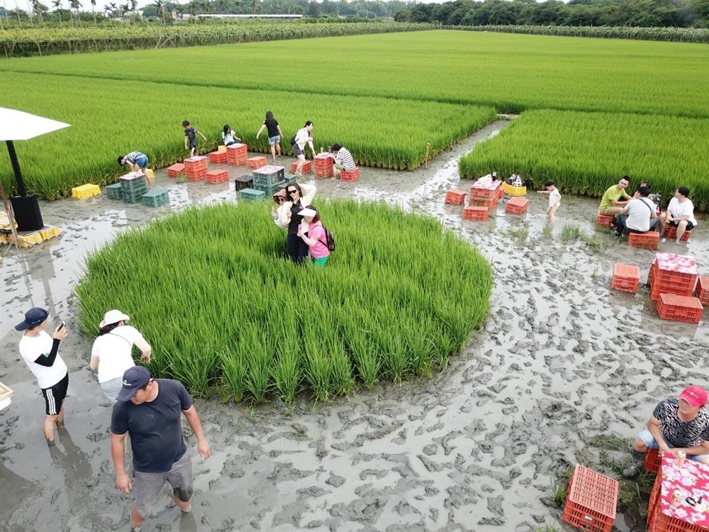 水田地景野餐