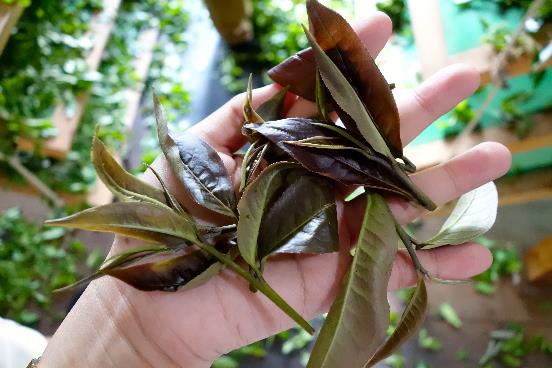 Don't Miss a Cup of Black Tea or Coffee and Experience the Spirits of Shokunin