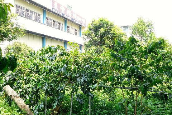 Don't Miss a Cup of Black Tea or Coffee and Experience the Spirits of Shokunin