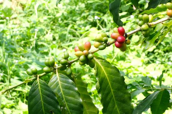 Don't Miss a Cup of Black Tea or Coffee and Experience the Spirits of Shokunin