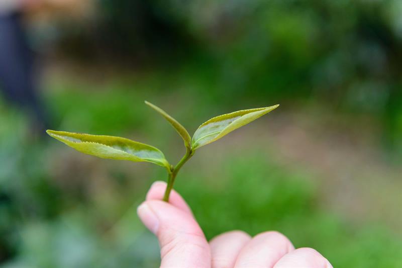 農遊解說達人：冠軍級的蜜香紅茶要多少錢？--蜜香紅茶生態故事館