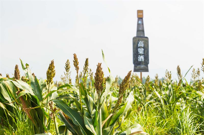 橘鄉花海采風行，漫遊台中大山城