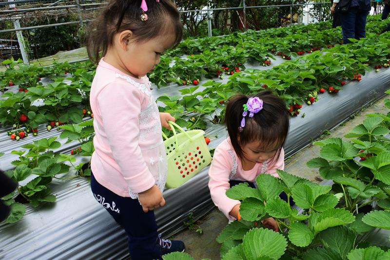 親子輕旅行 台北白石湖採草莓、踏青一日遊