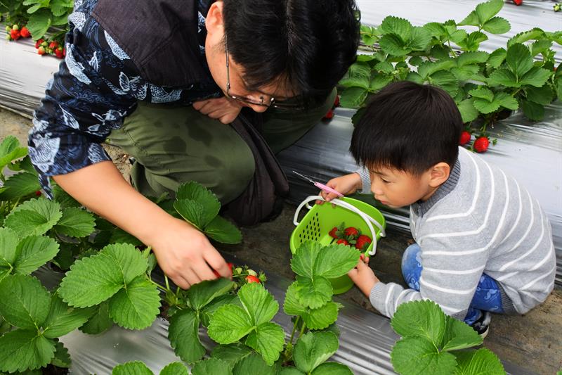 親子輕旅行 台北白石湖採草莓、踏青一日遊