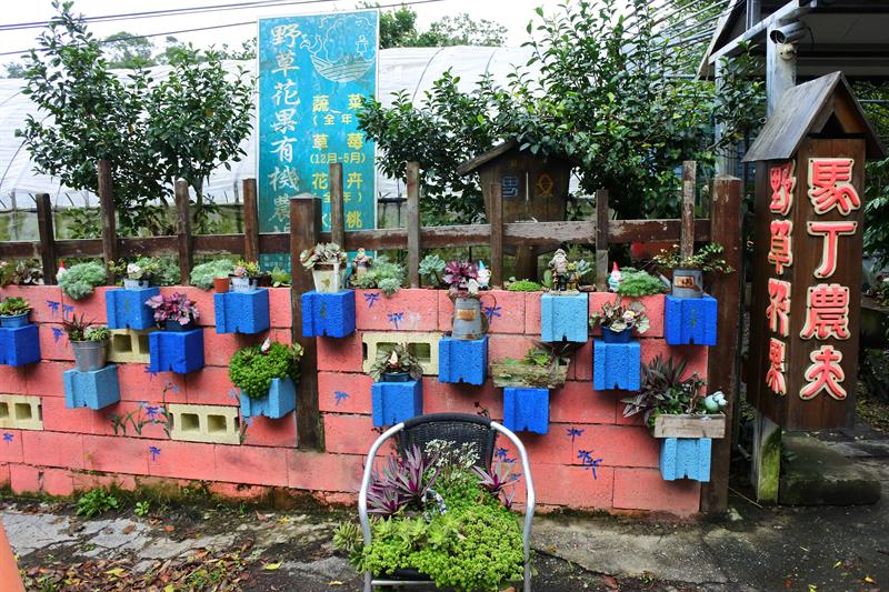 親子輕旅行 台北白石湖採草莓、踏青一日遊