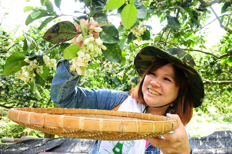 春遊淡雅撲鼻香！宜蘭賞柚花、採茶之旅