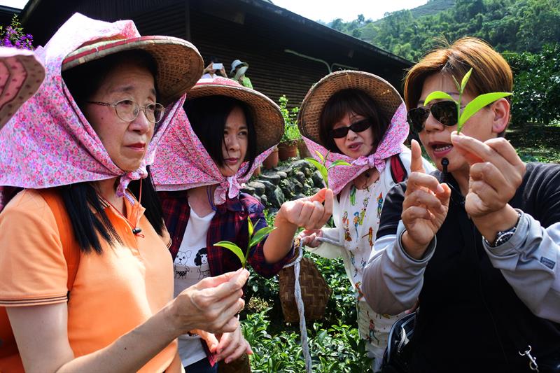 春遊淡雅撲鼻香！宜蘭賞柚花、採茶之旅