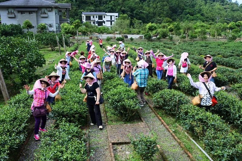 春遊淡雅撲鼻香！宜蘭賞柚花、採茶之旅