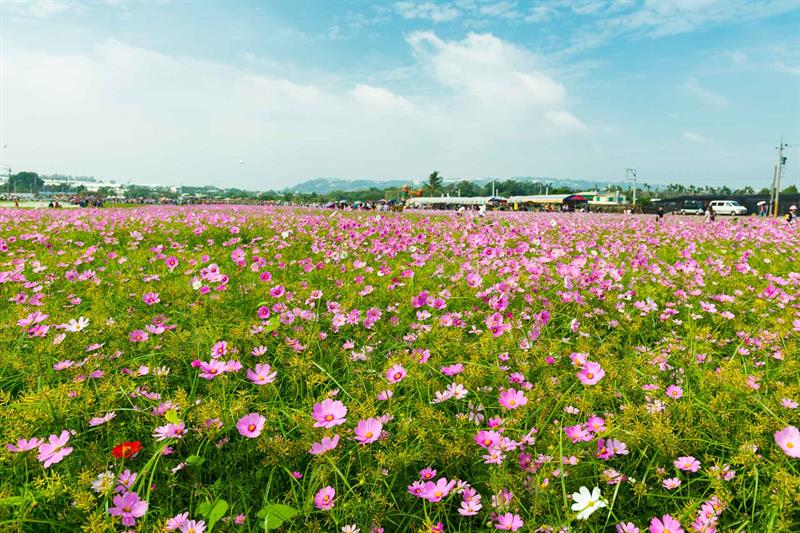 Let’s Visit the Home to Citrus and Flower Sea in the Mountainous Area in Taichung