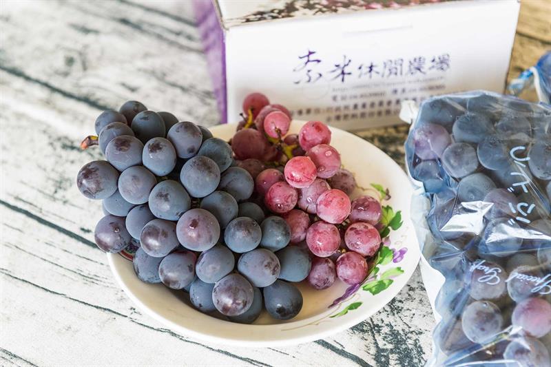 【夏日採葡萄的初體驗】海外遊客指定，葡萄大又甜的果園