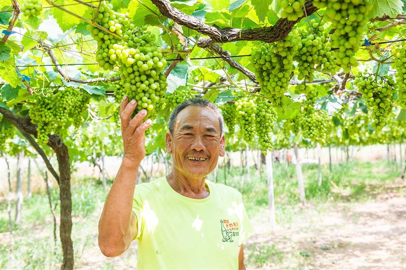 【夏日採葡萄的初體驗】釀出世界金牌酒，朝聖台灣必訪葡萄酒莊