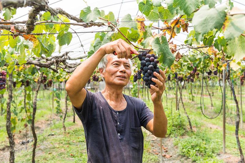 Overseas Visitors’ Favorite   Grapes are Large and Sweet
