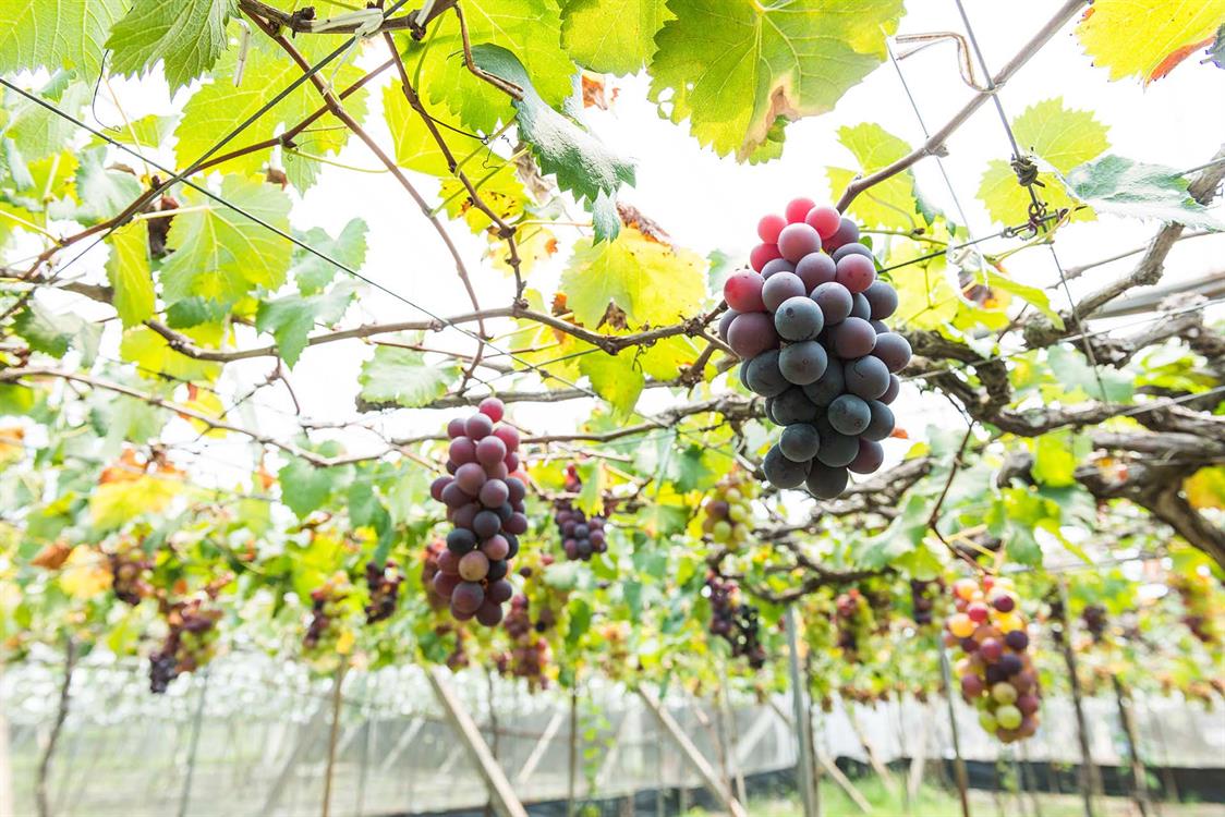Overseas Visitors’ Favorite   Toxic Free Grapes are Large and Sweet