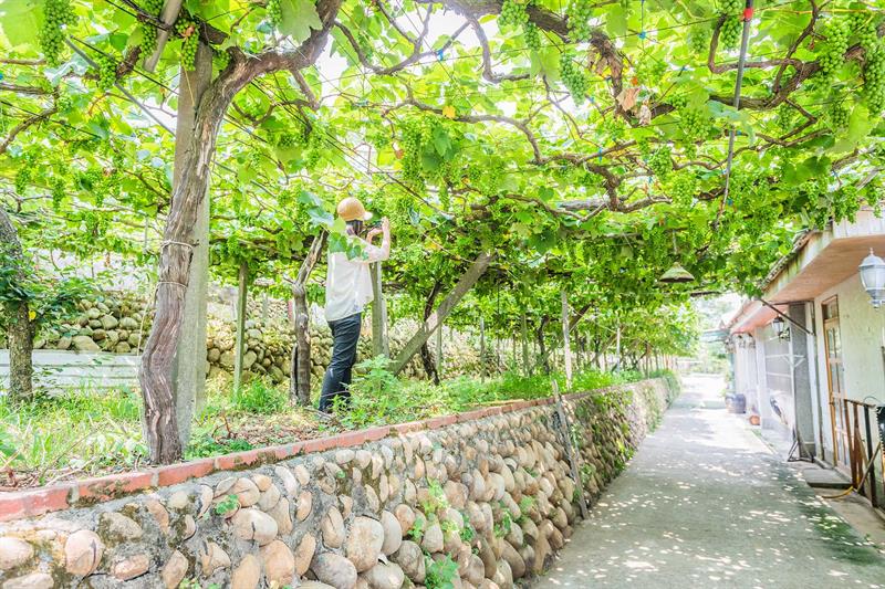 Making the Wine of Gold Medal  Must-Visit Winery in Taiwan