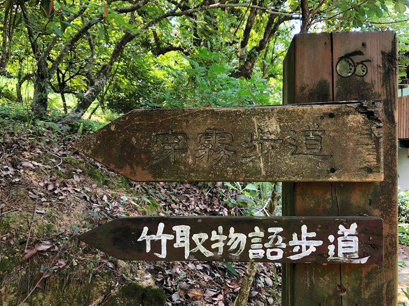 水果旅行／台中東勢擁葉採蜜桃　遇見生態與美景