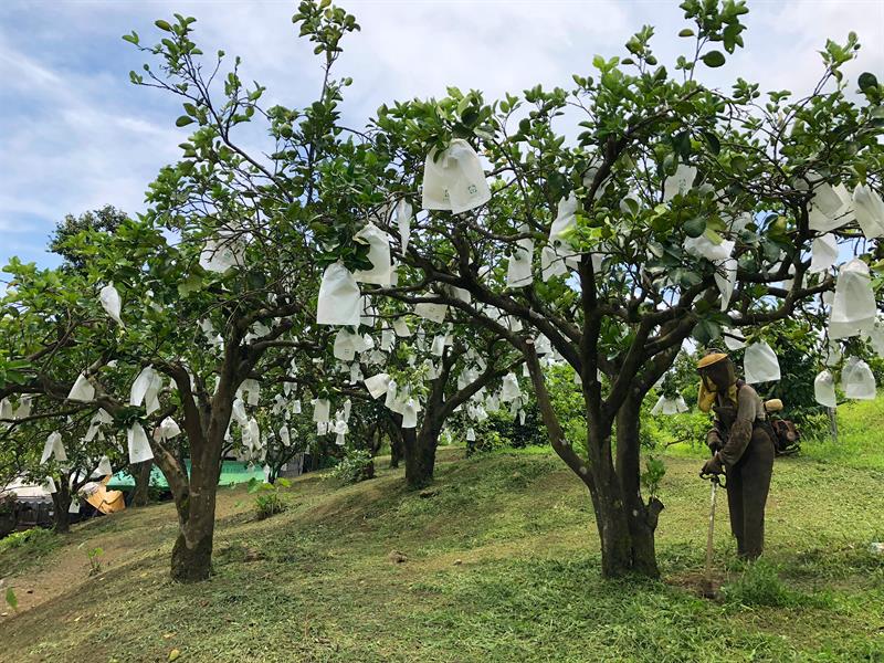 水果旅行／宜蘭太陽湖採芭蕉　處處故事與傳說