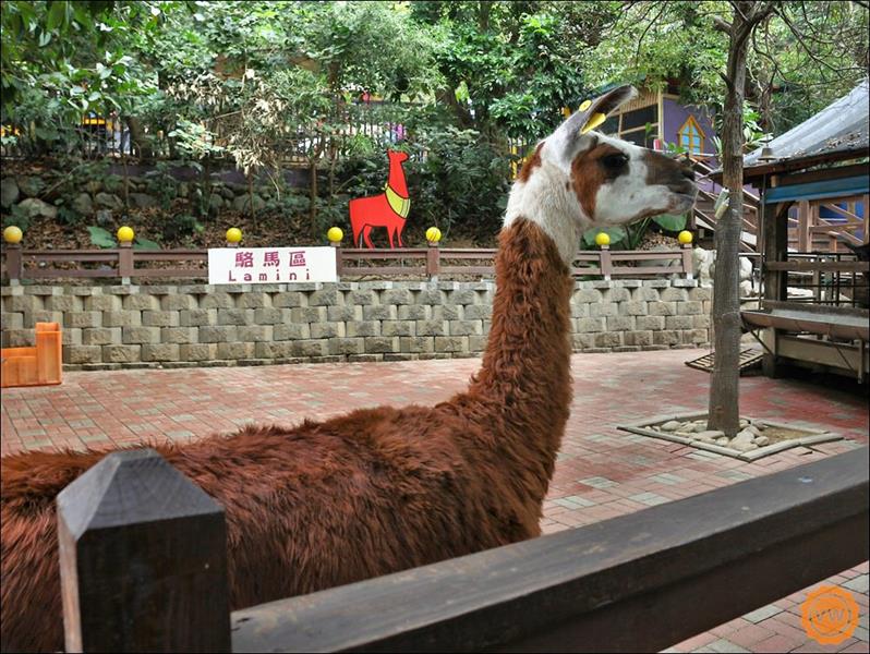 我的鮮遊記--彰化旅遊│親子一日遊：今夜星辰休閒農場、楊桃園休閒農場