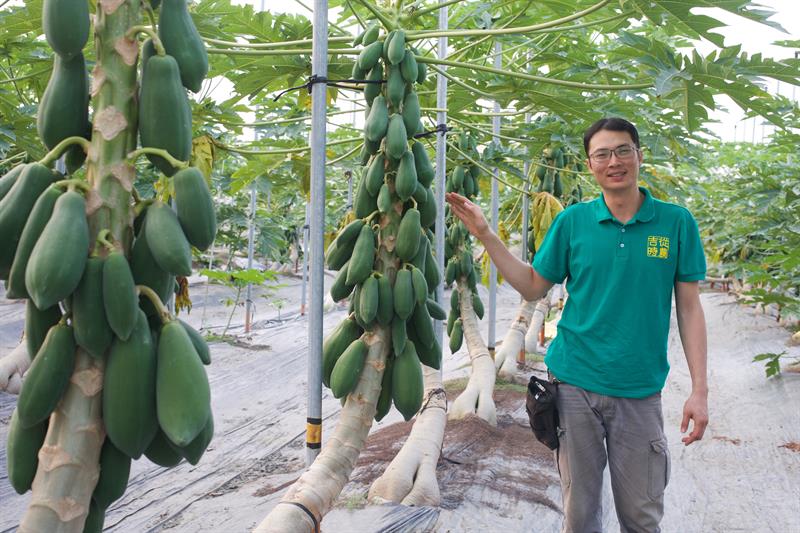 水果旅行／安康美之農　IT工程師變木瓜達人