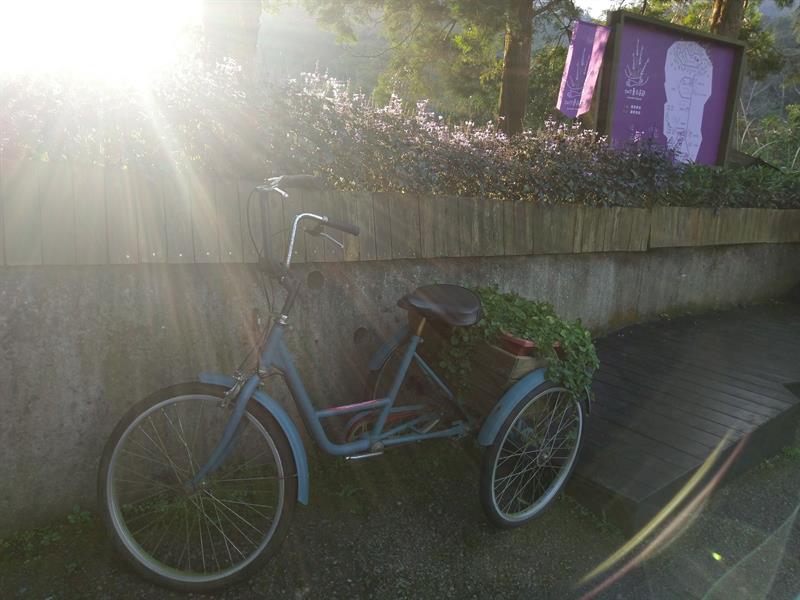 恋人とゆっくり幸せな花の海を歩く