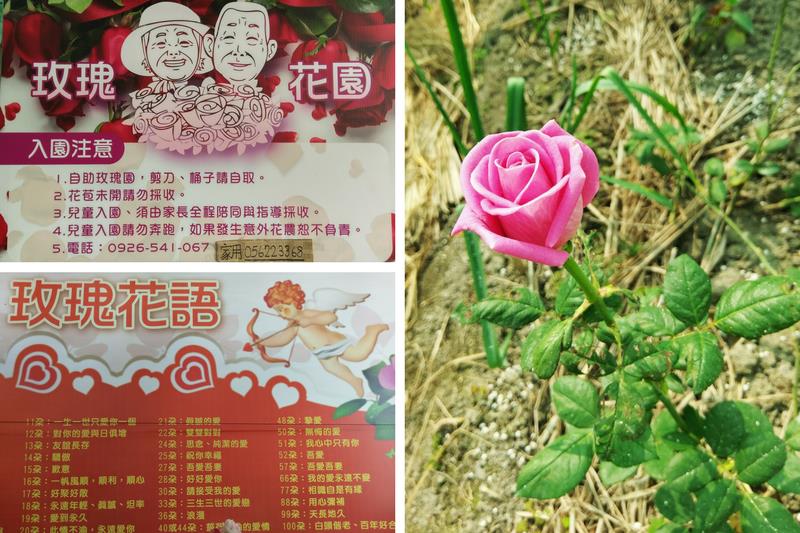 恋人とゆっくり幸せな花の海を歩く