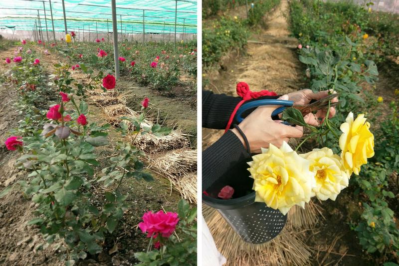 恋人とゆっくり幸せな花の海を歩く