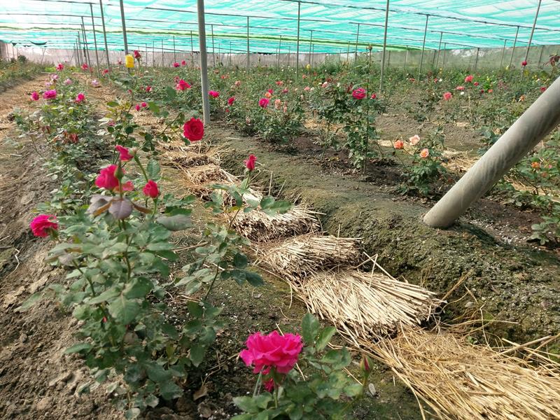 のんびりしたステップで台湾ライフを楽しむ：花の季節に花畑に浸かる旅に出る