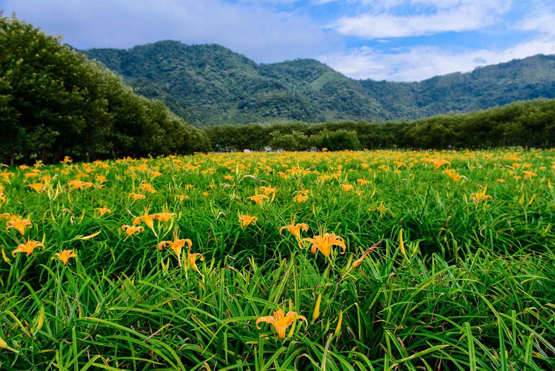 The Living Basin of Sun Moon Lake, Experience the Dancing Soil and Orange Daylilies