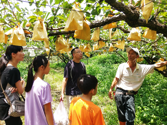 The Pears of Dongshi in Season! Follow the King of Fruits and Wander through Taichung City