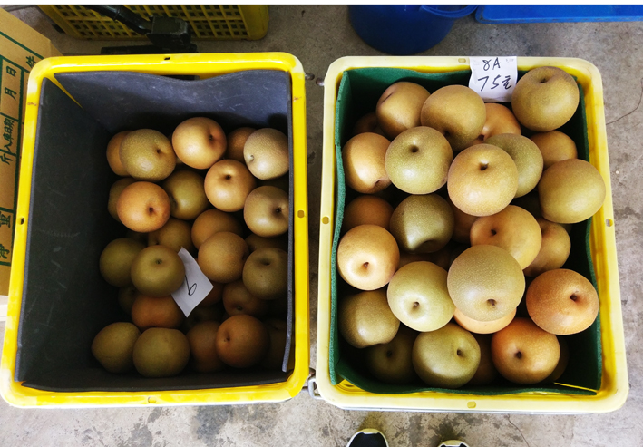 The Pears of Dongshi in Season! Follow the King of Fruits and Wander through Taichung City