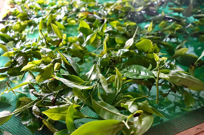 中部の旅に出たら、一杯飲むのを忘れずに：紅茶とコーヒーで体験する職人の心