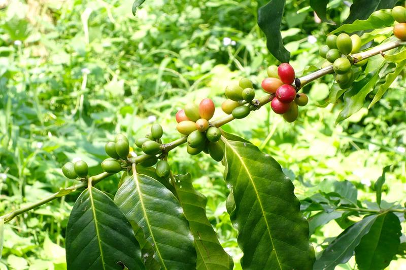 中部の旅に出たら、一杯飲むのを忘れずに：紅茶とコーヒーで体験する職人の心