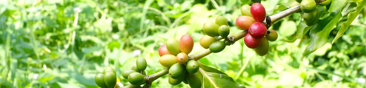 中部の旅に出たら、一杯飲むのを忘れずに：紅茶とコーヒーで体験する職人の心